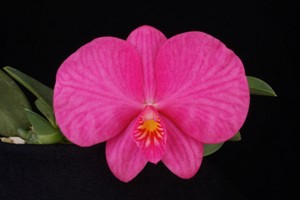 Cyc. Jumbo Cooper Sunset Valley Orchids AM 80 pts.